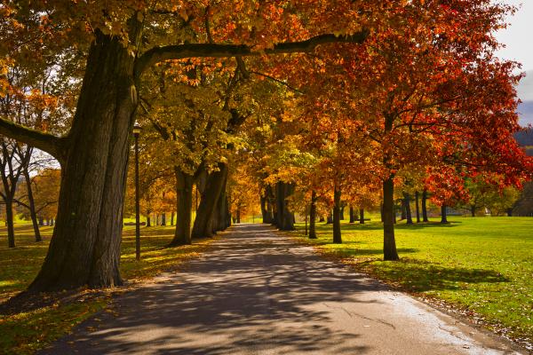 Fall foliage along Oak Drive pathway